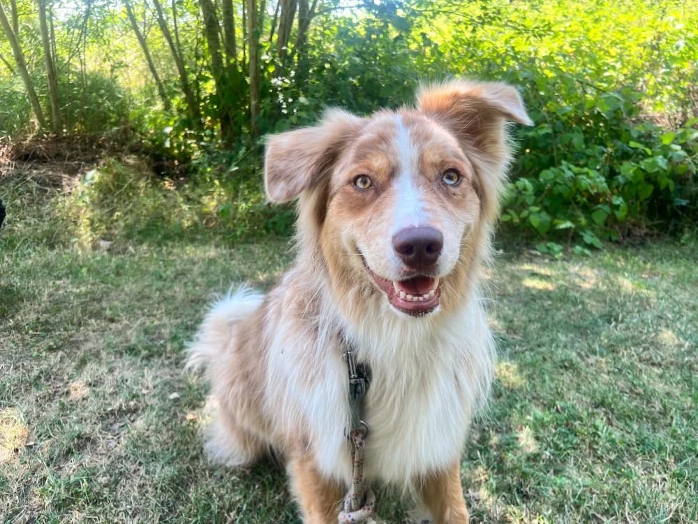 KOYA (OAA20062), male young Australian Shepherd for adoption at SPA Orgeval, Orgeval