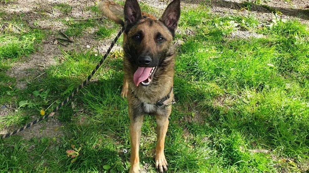 VALJEAN (OAA19982), male young Belgian Malinois for adoption at SPA Orgeval, Orgeval
