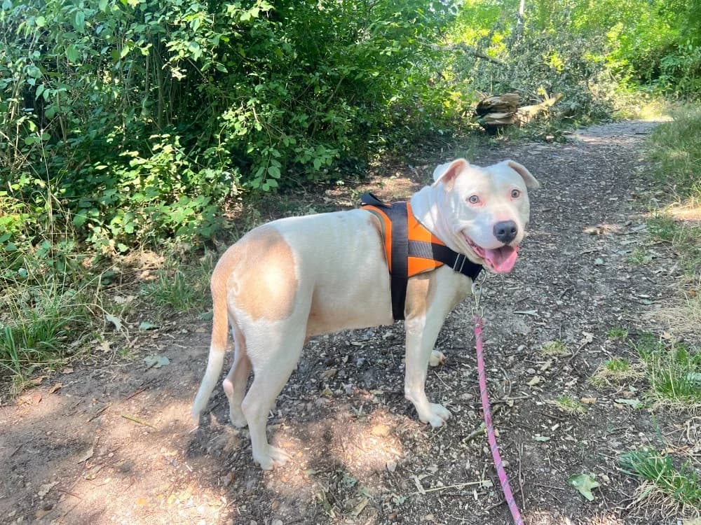 OAA 20068 PAPAYE, male senior American Bully for adoption at SPA Orgeval, Orgeval