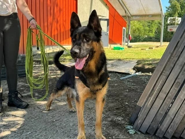BRIDOU, male young German Shepherd for adoption at SPA Orgeval, Orgeval