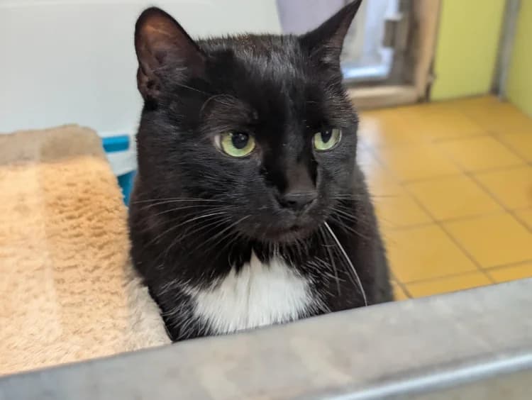 MALOW A17460, male senior Mixed Breed for adoption at SPA Orgeval, Orgeval