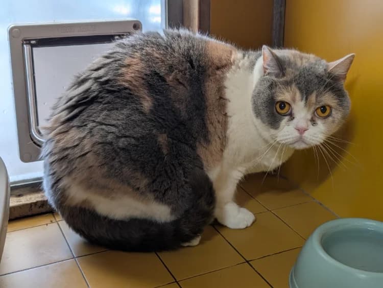 PEPITA A17487, female 6yo Mixed Breed for adoption at SPA Orgeval, Orgeval