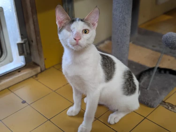RIKY A17439, male Mixed Breed for adoption at SPA Orgeval, Orgeval
