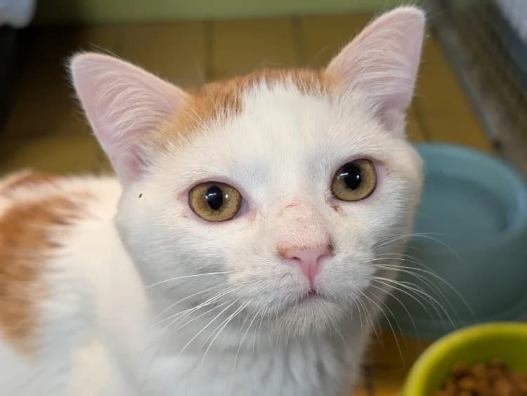 RAINBOW A17458, male Mixed Breed for adoption at SPA Orgeval, Orgeval