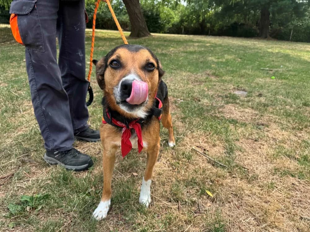 NEWTON, male senior Border Collie for adoption at SPA Orgeval, Orgeval