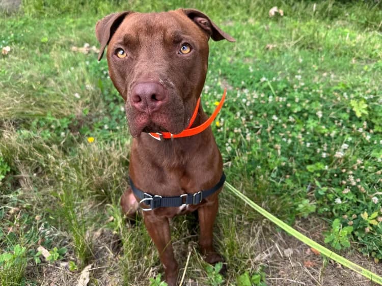 TOKI, male young Labrador Retriever for adoption at SPA Orgeval, Orgeval