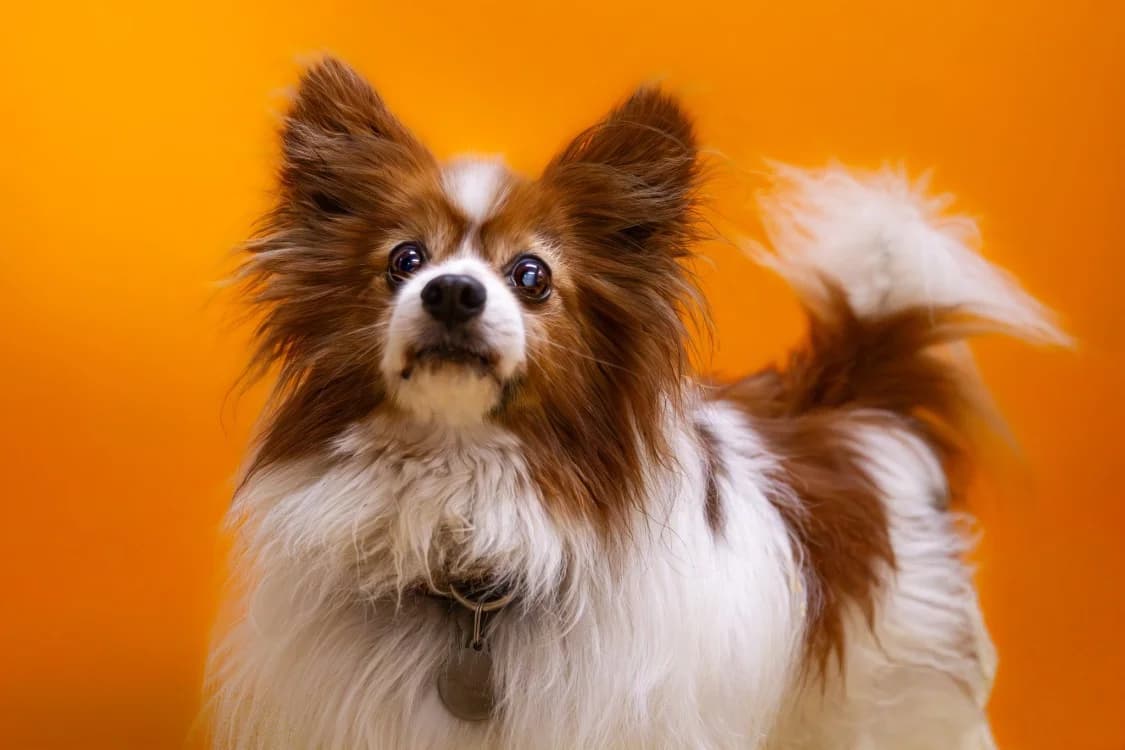 RUBENS (OAA19975), male senior Papillon for adoption at SPA Orgeval, Orgeval