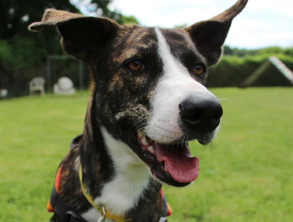 MAHINE, female senior mixed breed for adoption at SPA Orgeval, Orgeval