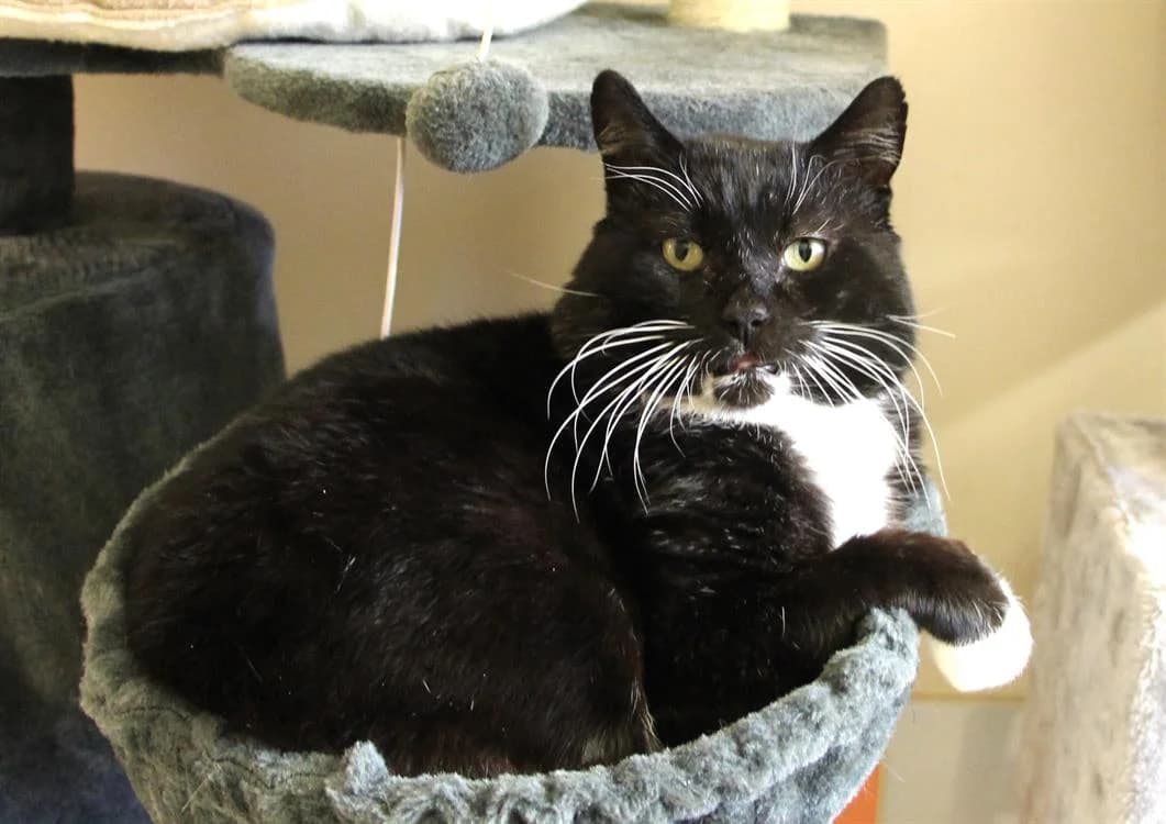 NEWTON A17494, male senior Mixed Breed for adoption at SPA Orgeval, Orgeval