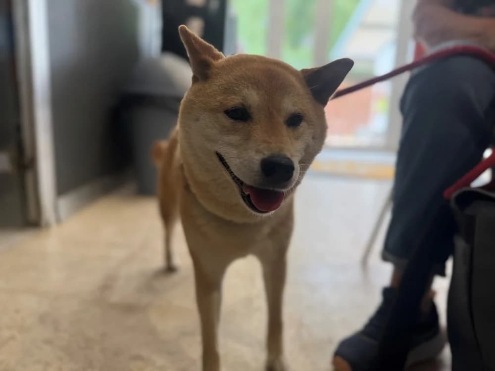 PAINA (Réservée), female 6yo Shiba Inu for adoption at SPA Orgeval, Orgeval