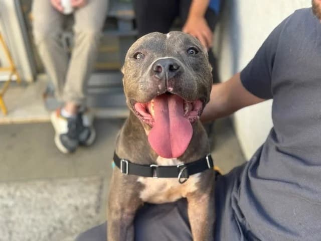 DAYRON, Staffordshire Bull Terrier (SPA Orgeval)