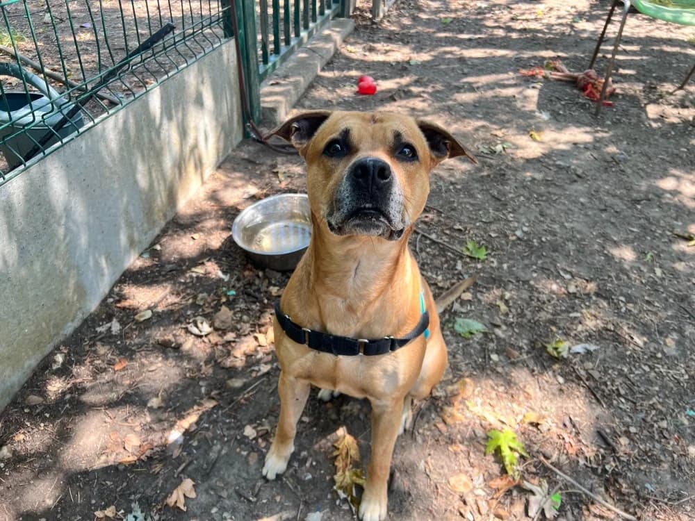 SPEED (RESERVE), male 4yo Mixed Breed for adoption at SPA Orgeval, Orgeval