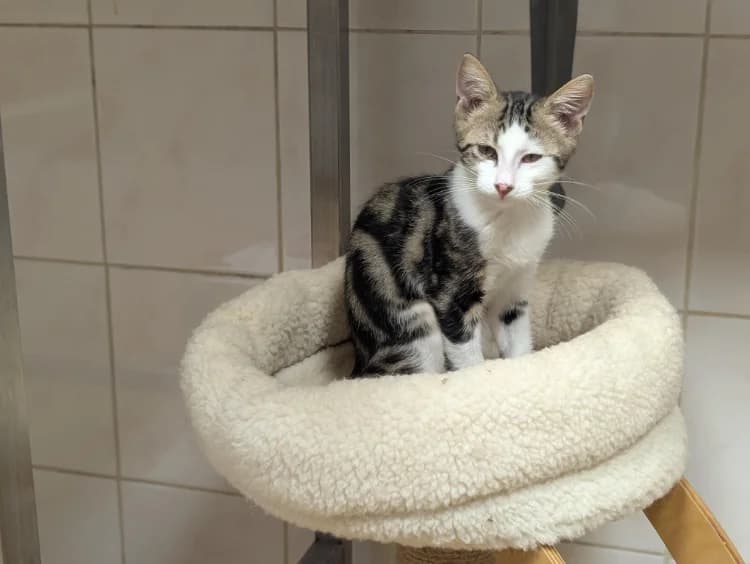 BASTIEN A17490, male Mixed Breed for adoption at SPA Orgeval, Orgeval