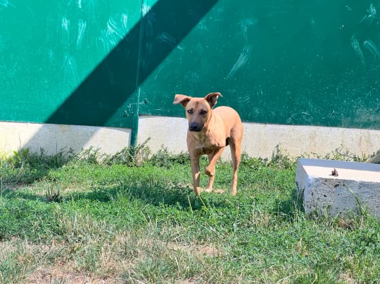 BINGO, male mixed breed for adoption at SPA Orgeval, Orgeval