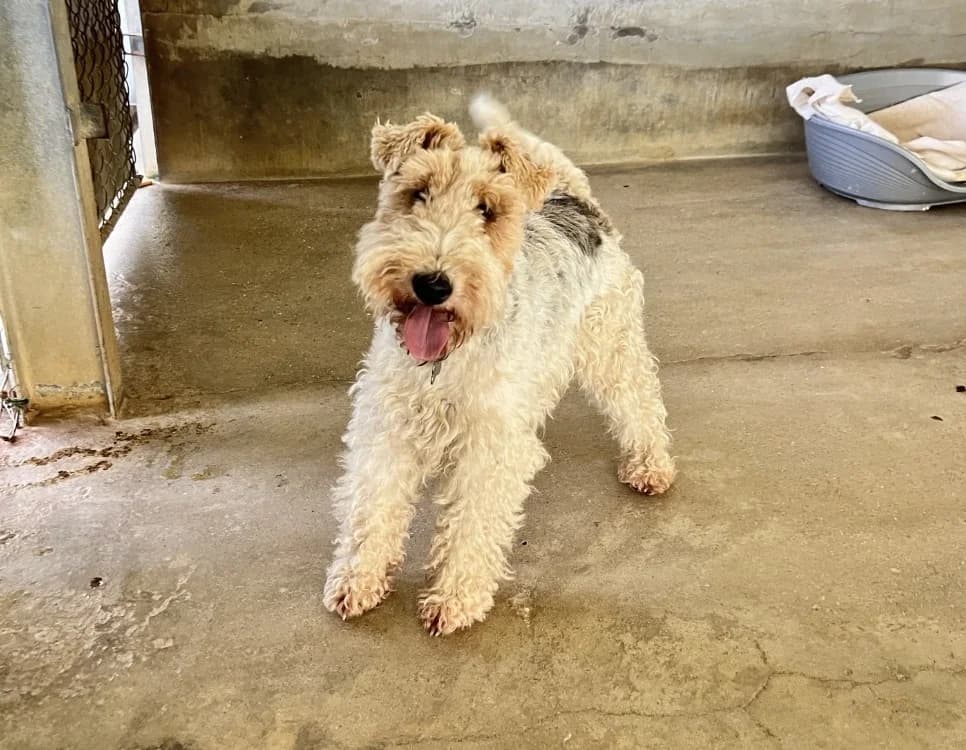 ARTHUR (réservé), male 6yo mixed breed for adoption at SPA Orgeval, Orgeval