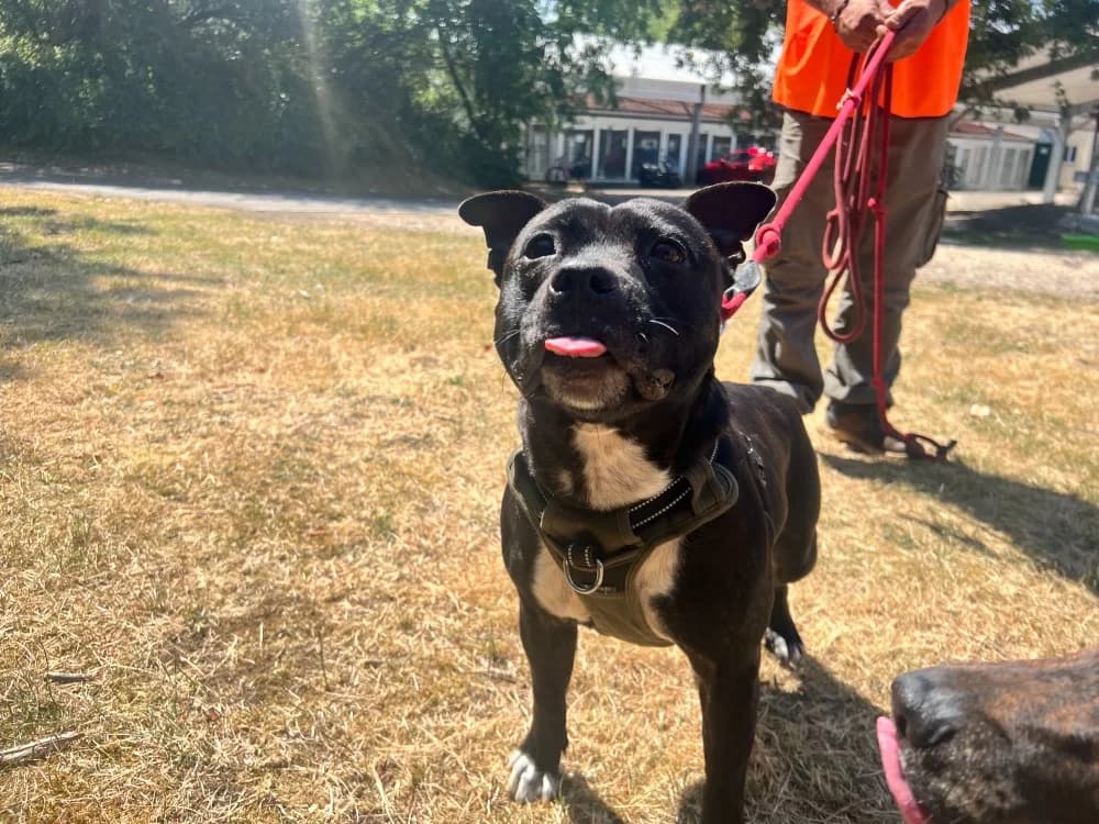MARYA, female 3yo Staffordshire Bull Terrier for adoption at SPA Orgeval, Orgeval