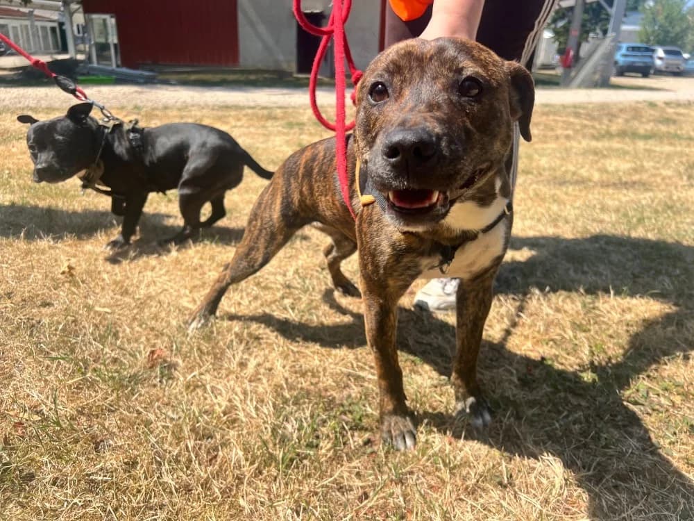 BELL, female Staffordshire Bull Terrier for adoption at SPA Orgeval, Orgeval