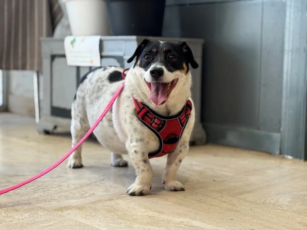 OLA, female senior Jack Russell Terrier for adoption at SPA Orgeval, Orgeval
