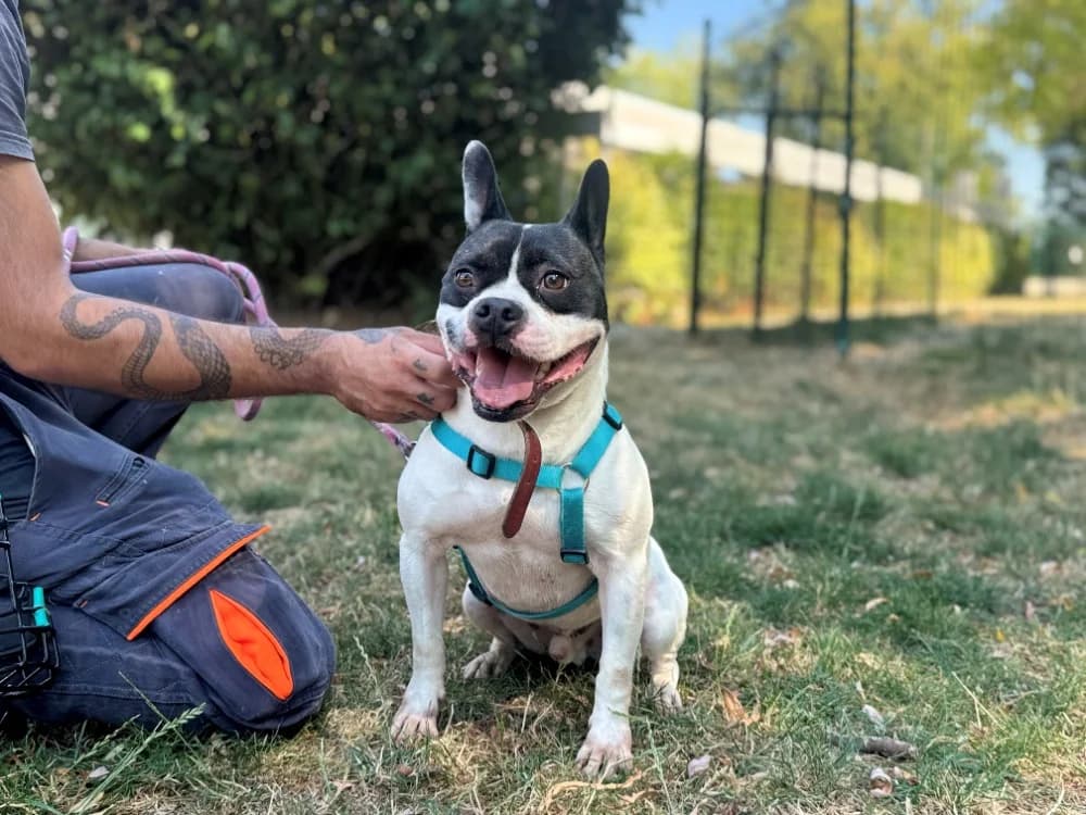 Tobby, male 5yo French Bulldog for adoption at SPA Orgeval, Orgeval