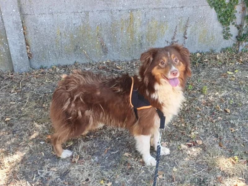 TEEPEE, female 4yo Australian Shepherd for adoption at SPA Orgeval, Orgeval