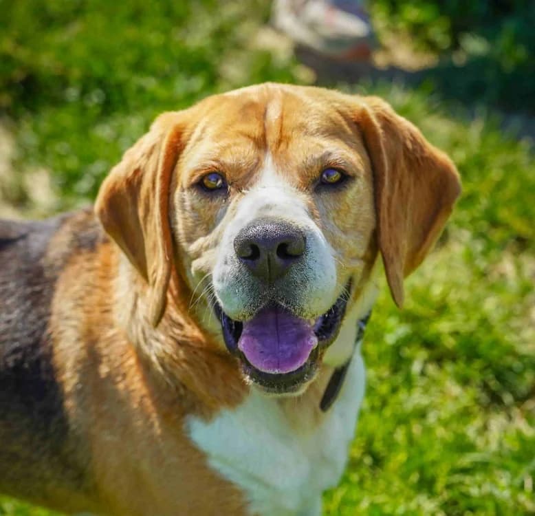 PACO, male 7yo Beagle for adoption at SPA Orgeval, Orgeval