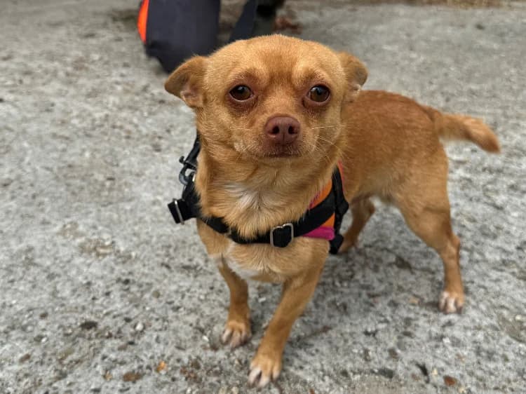 GUS (réservé), male young Chihuahua for adoption at SPA Orgeval, Orgeval