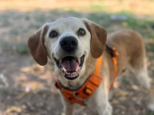 DROOPY, male senior Labrador Retriever for adoption at SPA Orgeval, Orgeval