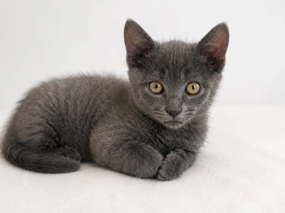TOBBIE A17521, male puppy Mixed Breed for adoption at SPA Orgeval, Orgeval