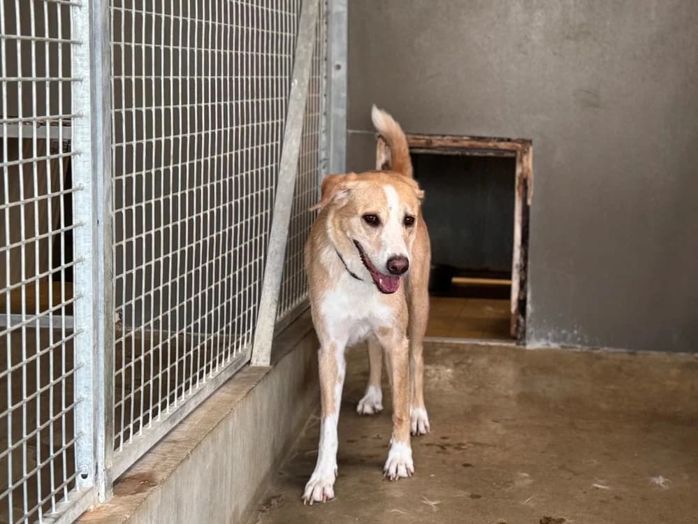 ALOHA, female senior Labrador Retriever for adoption at SPA Orgeval, Orgeval