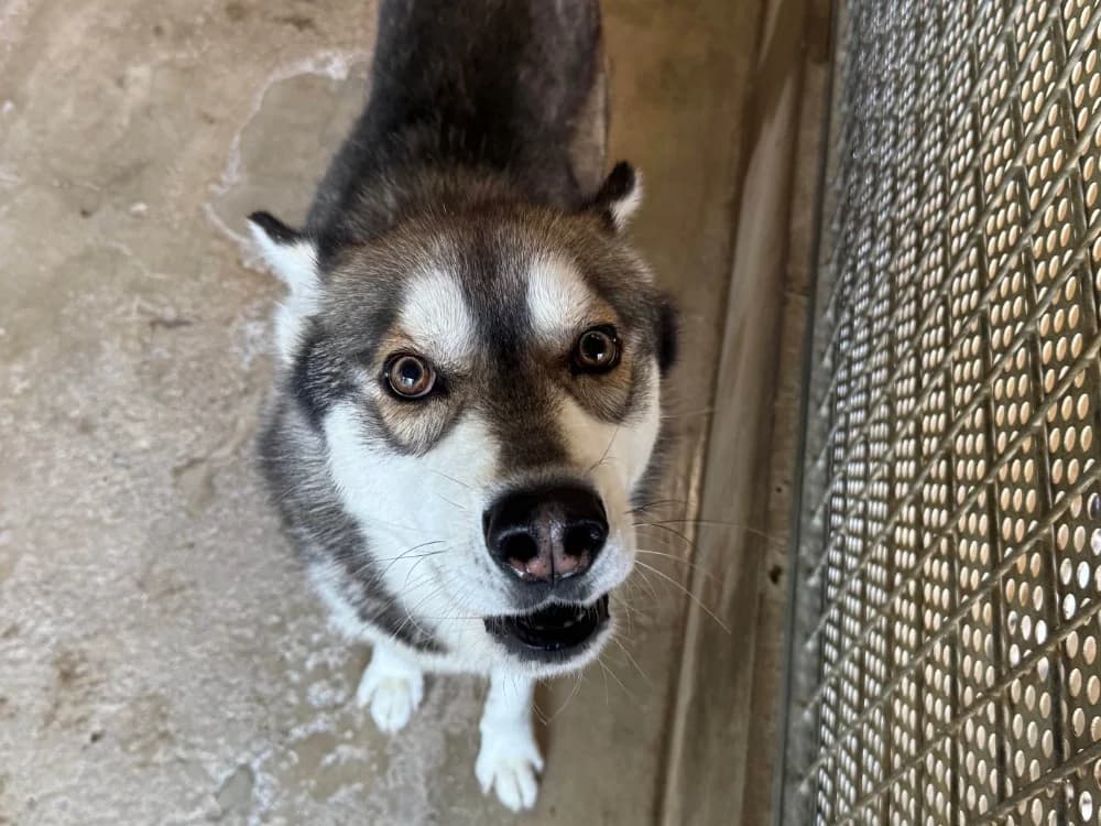 MUSTANG, male young Husky for adoption at SPA Orgeval, Orgeval