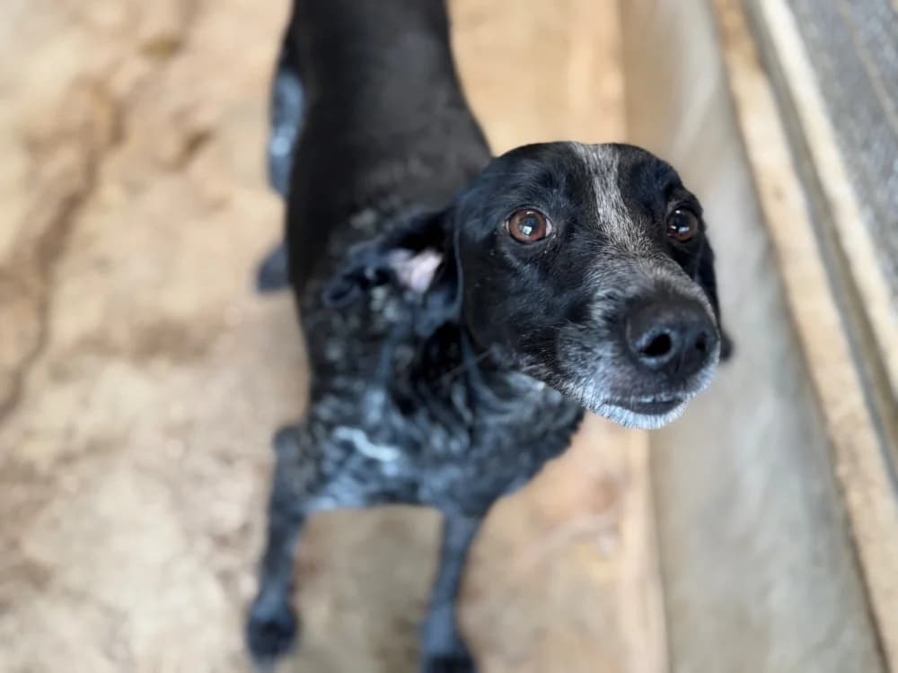 SEPHORA, female 7yo Brittany Spaniel for adoption at SPA Orgeval, Orgeval