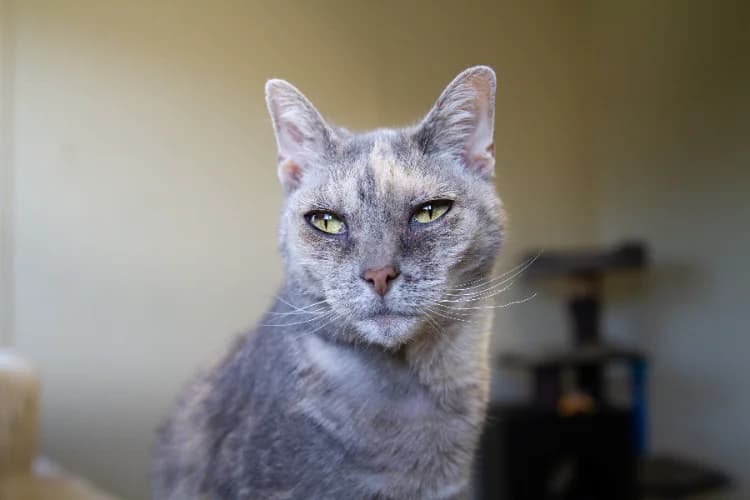MAYA A12398, female senior Mixed Breed for adoption at SPA Orgeval, Orgeval