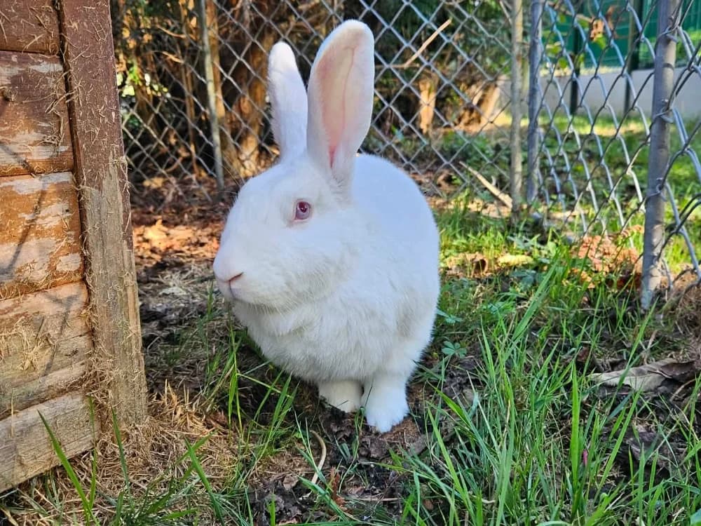 PRYCE, male young Mixed Breed for adoption at SPA Orgeval, Orgeval