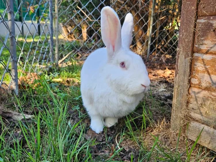 JOVAN, male young Mixed Breed for adoption at SPA Orgeval, Orgeval