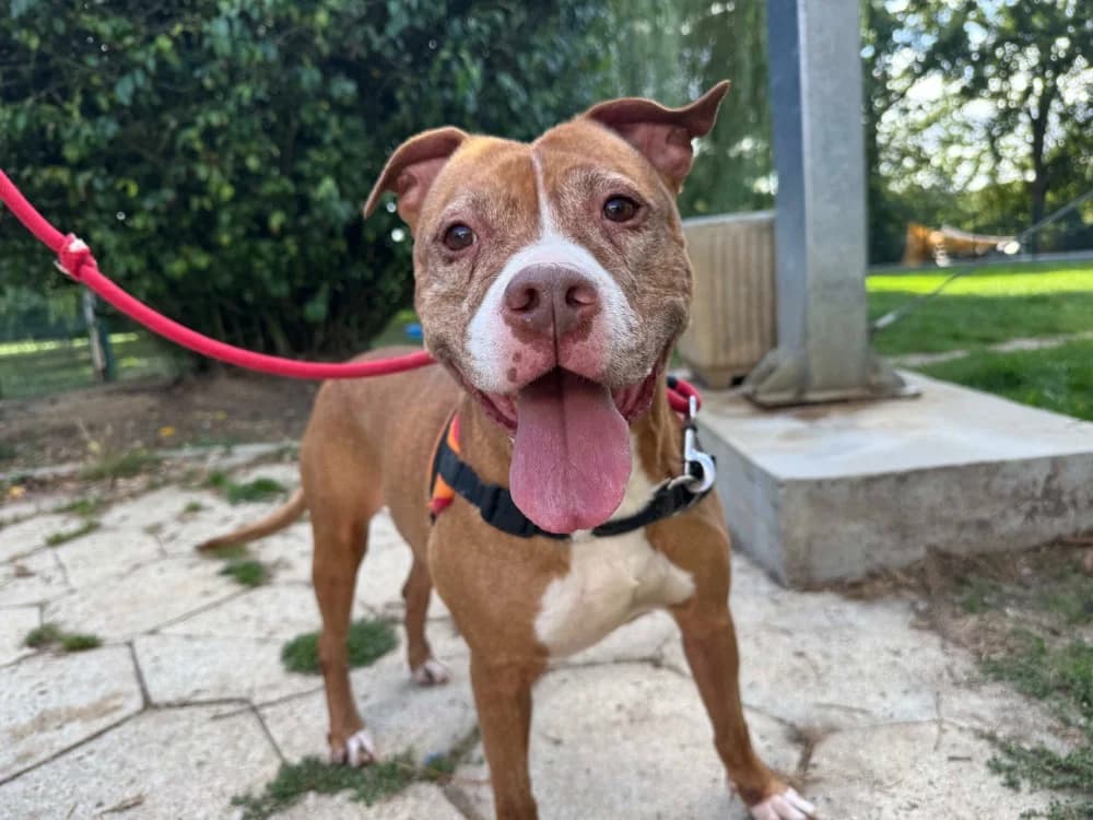 NAYAH, female senior American Staffordshire Terrier for adoption at SPA Orgeval, Orgeval