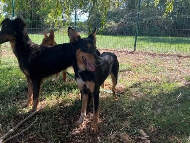 DJAMILA, female Mixed Breed for adoption at SPA Orgeval, Orgeval