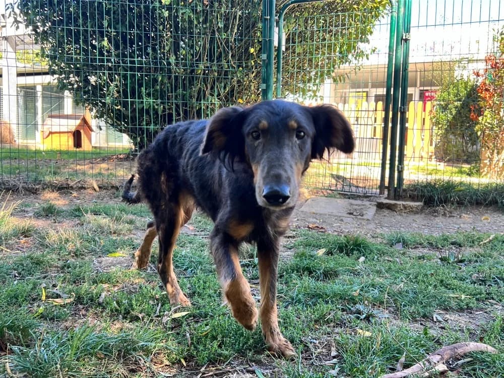 REBECCA, female Mixed Breed for adoption at SPA Orgeval, Orgeval