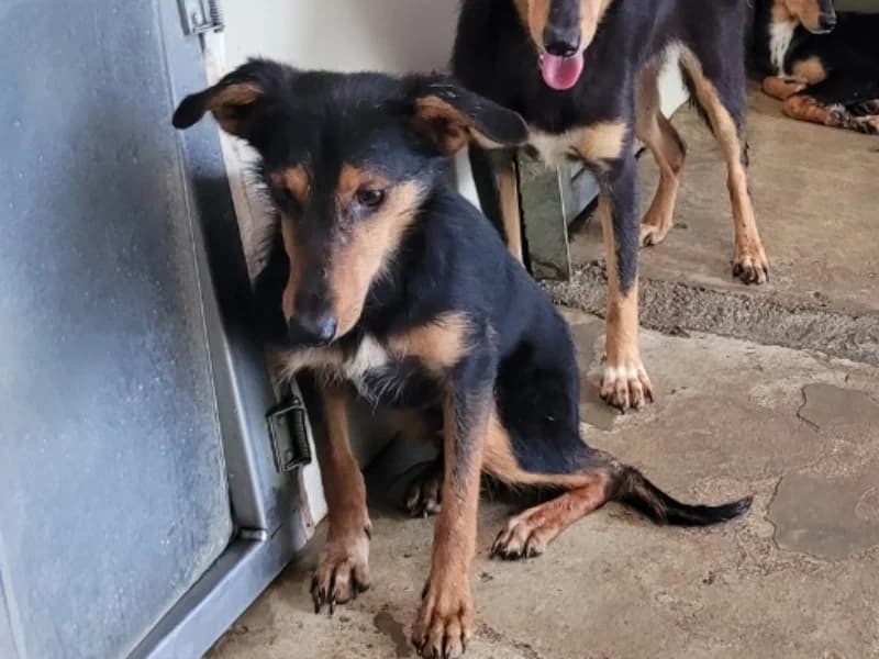 PIANO, male Mixed Breed for adoption at SPA Orgeval, Orgeval