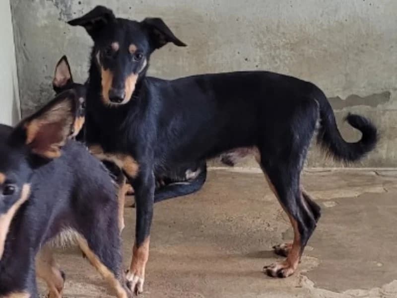 JOSE, male Mixed Breed for adoption at SPA Orgeval, Orgeval