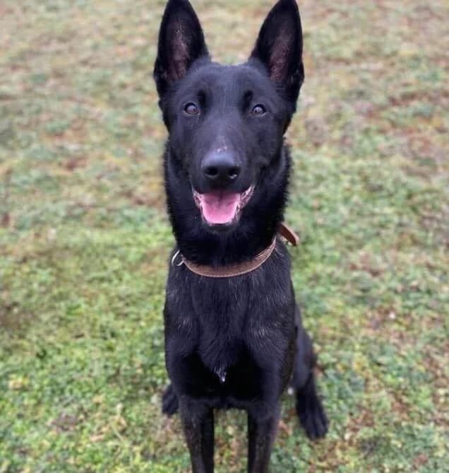 Sako, male 5yo Mixed Breed for adoption at SPA d, Oyonnax