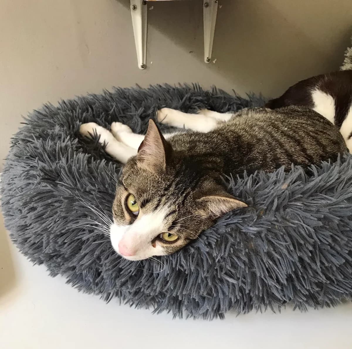 Taël, male 3yo Mixed Breed for adoption at SPA d, Oyonnax