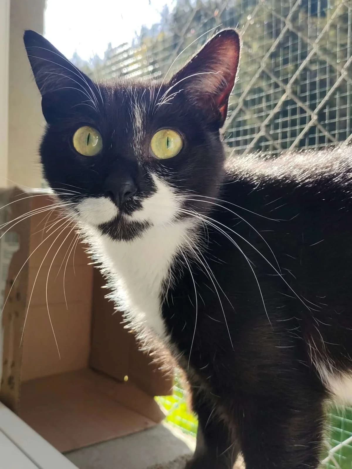 Yacinthe, female young Mixed Breed for adoption at SPA d, Oyonnax