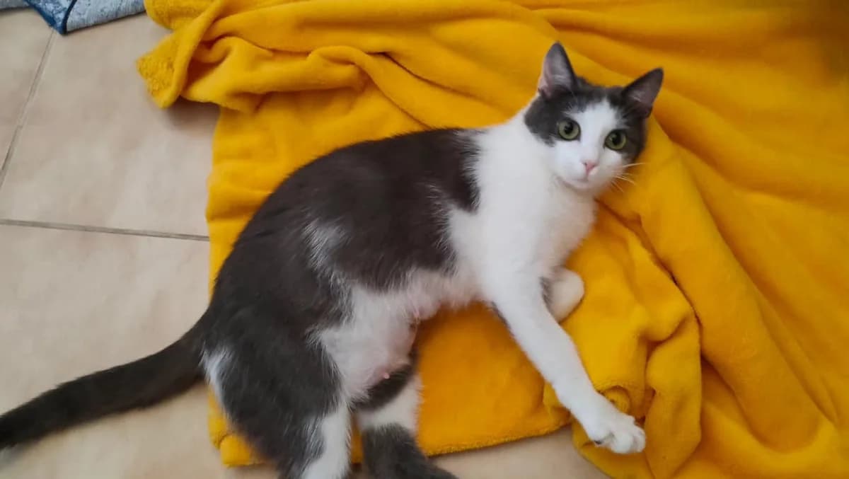 Mimie, female young Mixed Breed for adoption at SPA d, Oyonnax