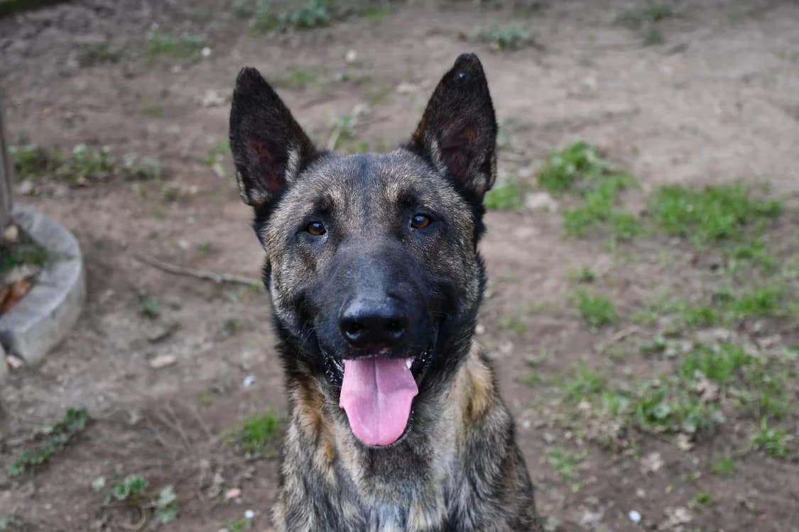 Kari (en cours d'adoption), male 3yo Belgian Malinois for adoption at SPA Perpignan, Perpignan