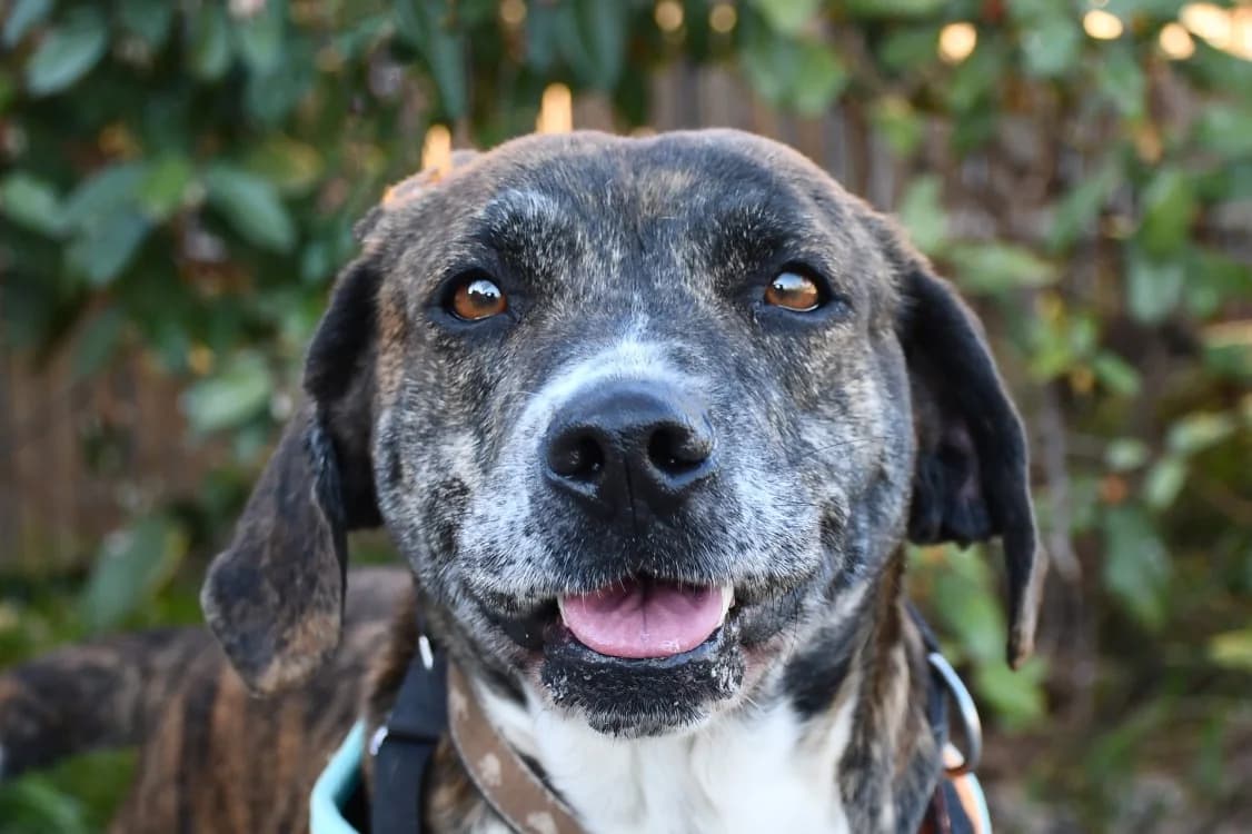 Bisbille (en cours d'adoption), female 3yo Mixed Breed for adoption at SPA Perpignan, Perpignan