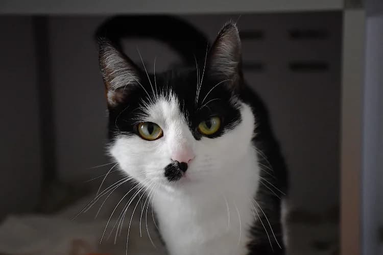 Avril (en cours d'adoption), female mixed breed for adoption at SPA Perpignan, Perpignan — photo 2 of 3