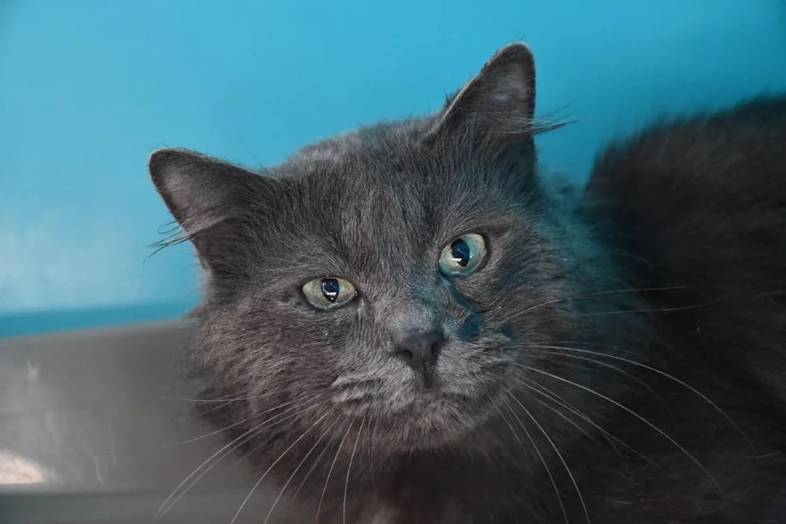 Ganesh, male young mixed breed for adoption at SPA Perpignan, Perpignan