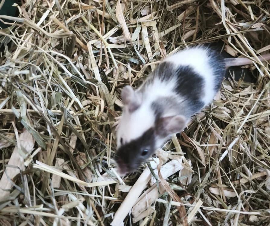 Blue, female mixed breed for adoption at SPA Perpignan, Perpignan