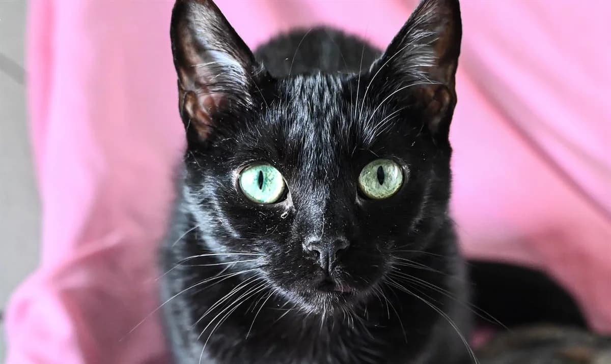 BASTET, female 3yo mixed breed for adoption at SPA Perpignan, Perpignan