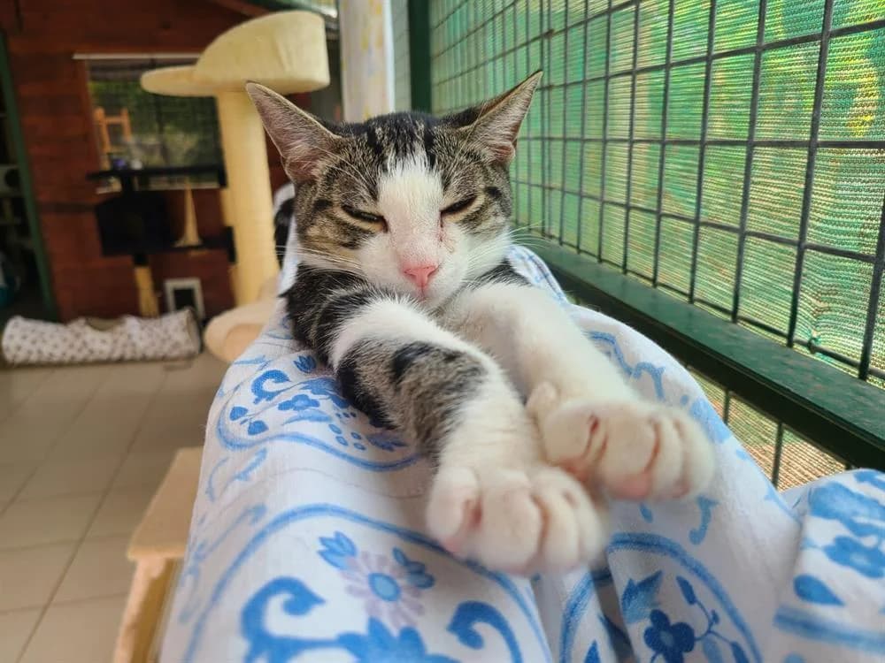 VIDOCQ, male young mixed breed for adoption at SPA Perpignan, Perpignan